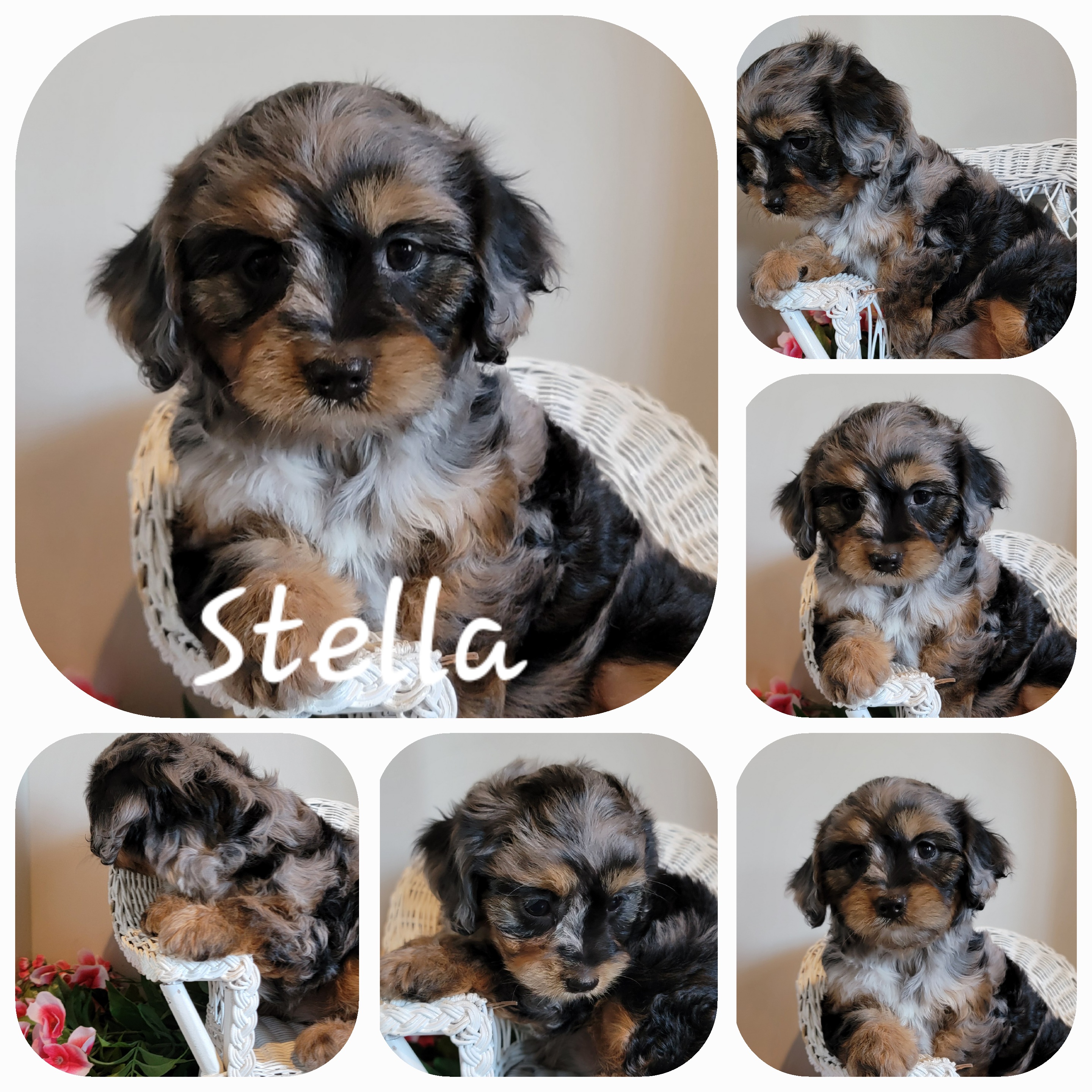 puppy, for, sale, Cava-Poo, Loren & Elaine  Nolt, dog, breeder, East Earl, PA, dog-breeder, puppy-for-sale, forsale, nearby, find, puppyfind, locator, puppylocator, aca